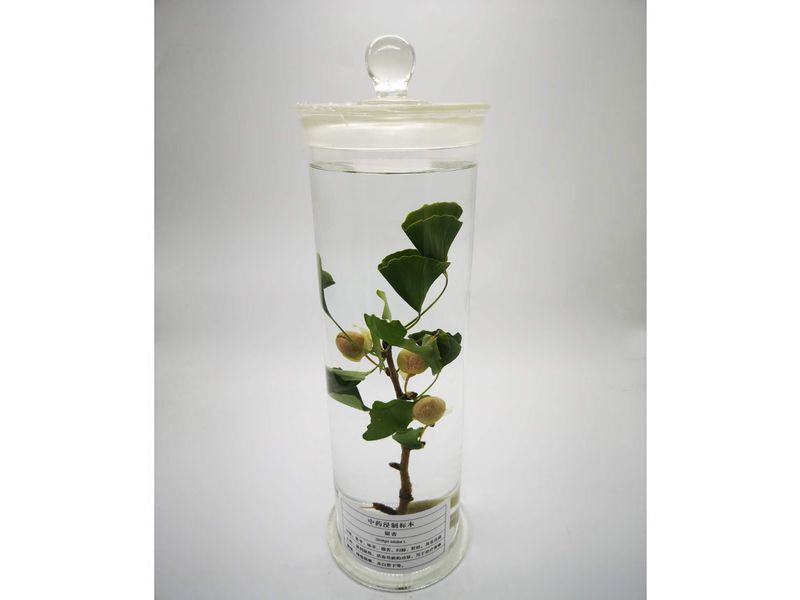 植物浸制標本-銀杏